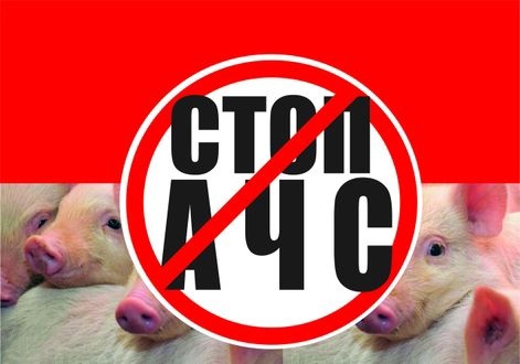 Памятка по профилактике африканской чумы свиней (АЧС). Памятка по профилактике африканской чумы свиней (АЧС).