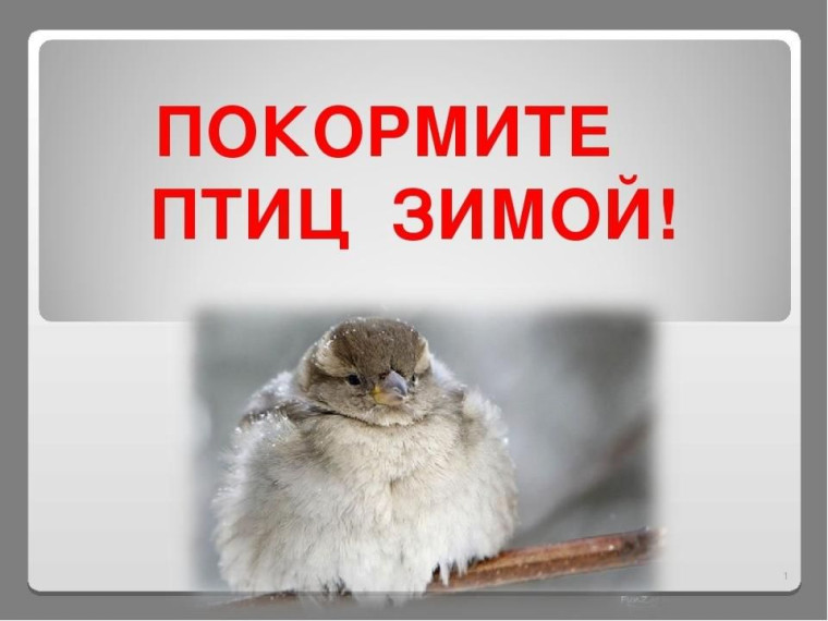 В этот самый трудный час спасенья птицы ждут от нас!. В этот самый трудный час спасенья птицы ждут от нас!.